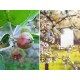 Лепящи Bio Plantella, бели листове против насекоми и вредители ,10 бр.