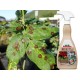 Спрей Bio Plantella Natur, лекува и поддържа растенията здрави и устойчиви, 500 мл.