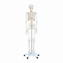 Gelsonlab Човешки скелет, на колела, 180 cm - GELSONLAB
