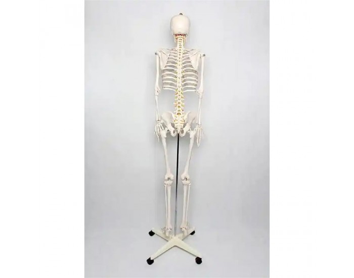 Gelsonlab Човешки скелет, на колела, 180 cm