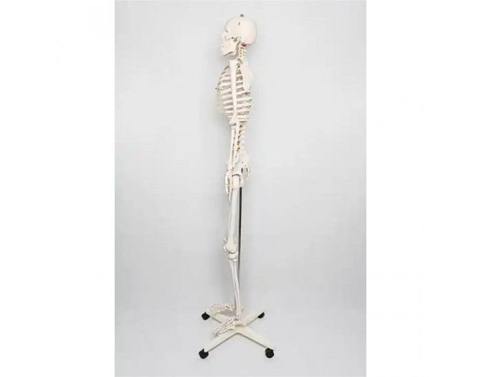 Gelsonlab Човешки скелет, на колела, 180 cm