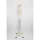 Gelsonlab Човешки скелет, на колела, 180 cm