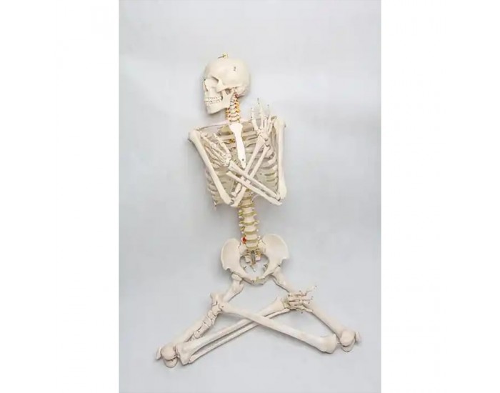 Gelsonlab Човешки скелет, на колела, 180 cm
