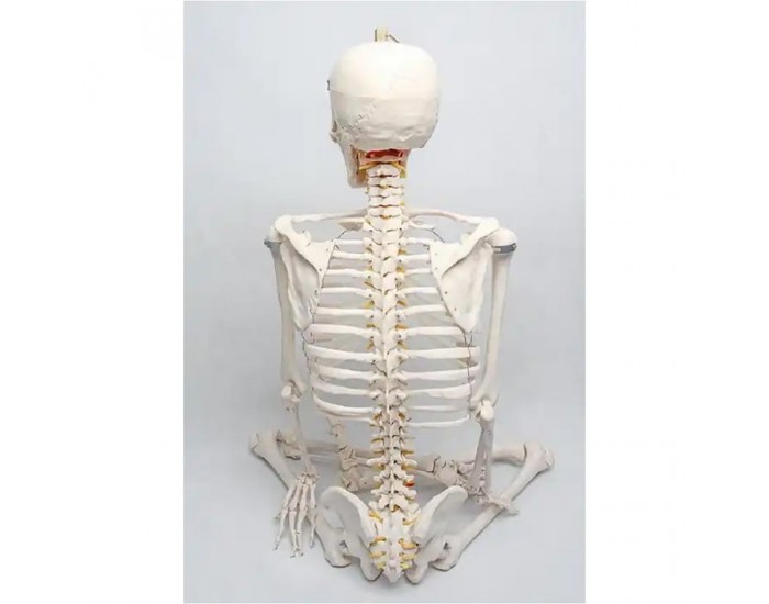 Gelsonlab Човешки скелет, на колела, 180 cm