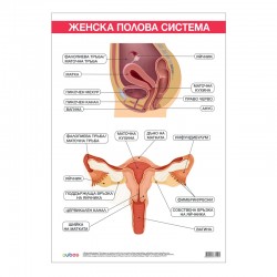 Cubos Ученическо табло ''Женска полова система'', 70 x 100 cm - Канцеларски материали