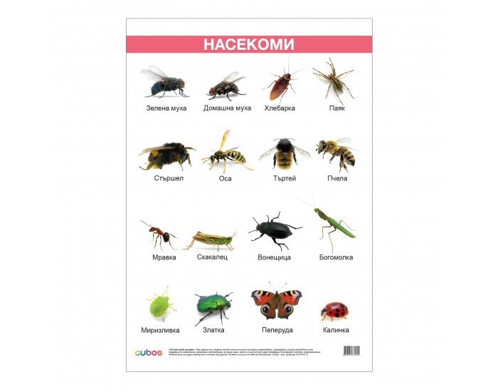 Office 1 Ученическо табло ''Насекоми'', ламинирано, 50 x 70 cm Office 1 Ученическо табло ''Насекоми'', ламинирано, 50 x 70 cm