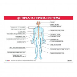 Office 1 Ученическо табло ''Централна нервна система'', 100 x 70 cm - Учебници и Помагала