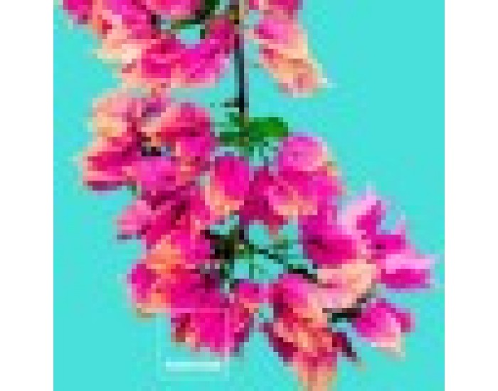 Покривало за одеяло Bugnavilla Pantone - Размери - Легло 90 (150 x 220 см) Покривало за одеяло Bugnavilla Pantone - Размери - Легло 90 (150 x 220 см)