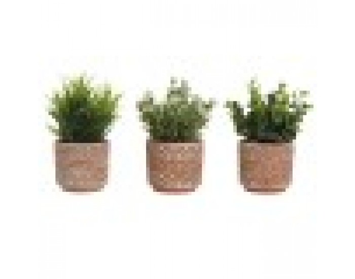 Декоративно Растение Home ESPRIT полиетилен Цимент 12 x 12 x 17 cm (3 броя)