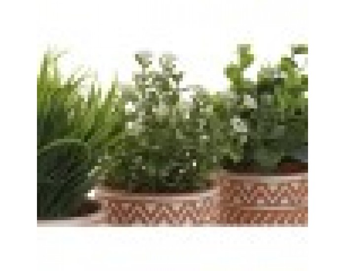 Декоративно Растение Home ESPRIT полиетилен Цимент 12 x 12 x 17 cm (3 броя)