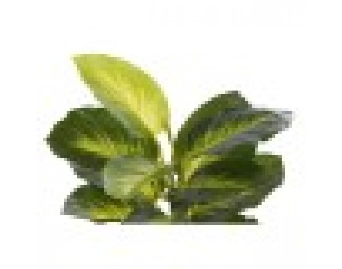 Декоративно Растение DKD Home Decor Черен Зелен PVC PP (25 x 25 x 30 cm)