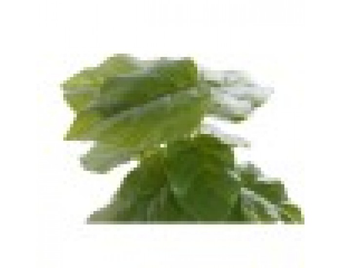 Декоративно Растение DKD Home Decor Черен Зелен PVC PP (20 x 20 x 30 cm)