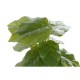 Декоративно Растение DKD Home Decor Черен Зелен PVC PP (20 x 20 x 30 cm)
