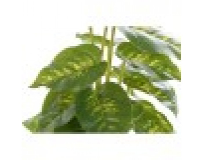 Декоративно Растение DKD Home Decor Черен Зелен PVC PP (20 x 20 x 30 cm)