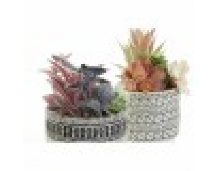 Декоративно Растение DKD Home Decor Кактус Смола полиетилен 11 x 11 x 21 cm (2 броя)