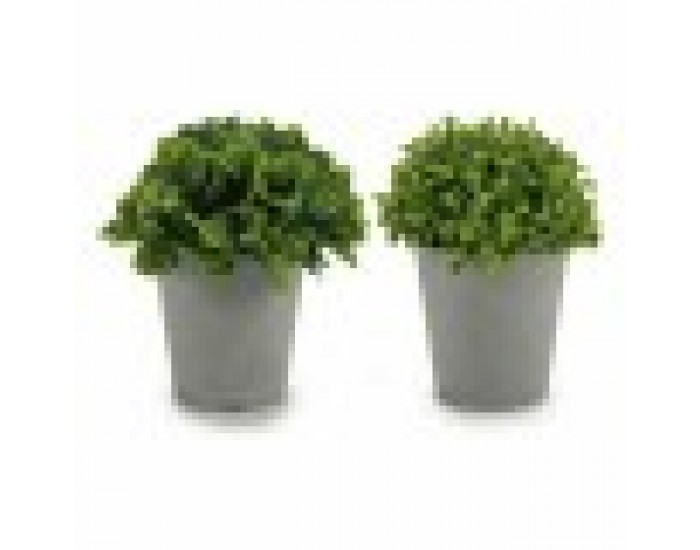 Декоративно Растение Сив Зелен Пластмаса (13 x 17 x 13 cm) (12 броя)