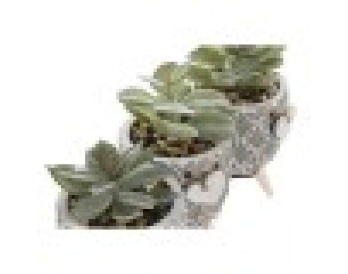 Декоративно Растение Home ESPRIT полиетилен Цимент 9,5 x 9,5 x 12 cm (3 броя)