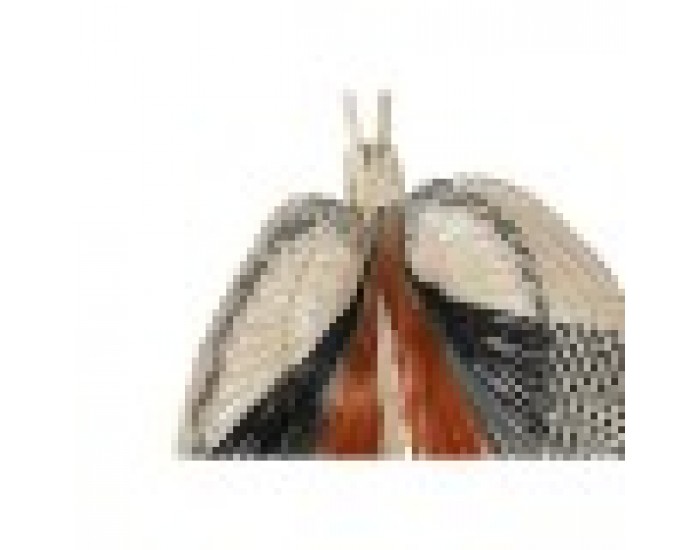 Декорация за стена Home ESPRIT Кафяв Черен Бежов Естествен Колониален Ветрило 57 x 1 x 71 cm (4 Части)