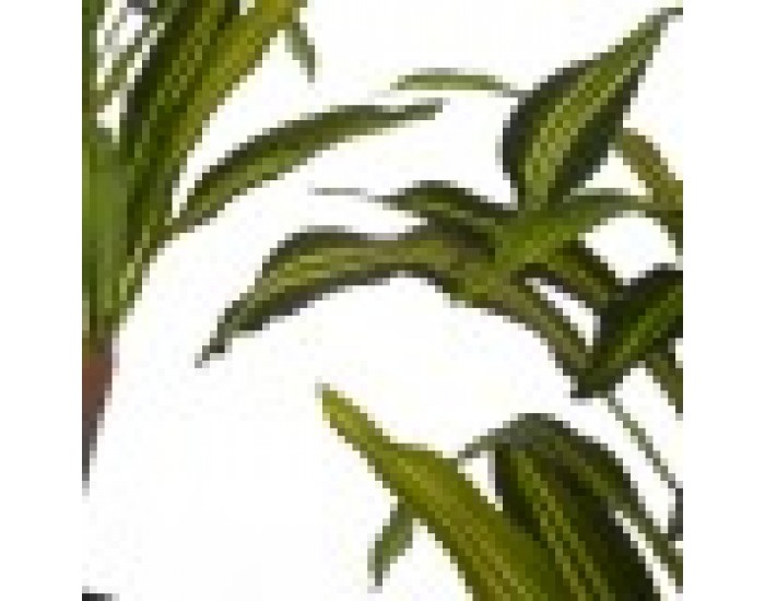 Декоративно Растение Зелен Пластмаса (60 x 90 x 60 cm)