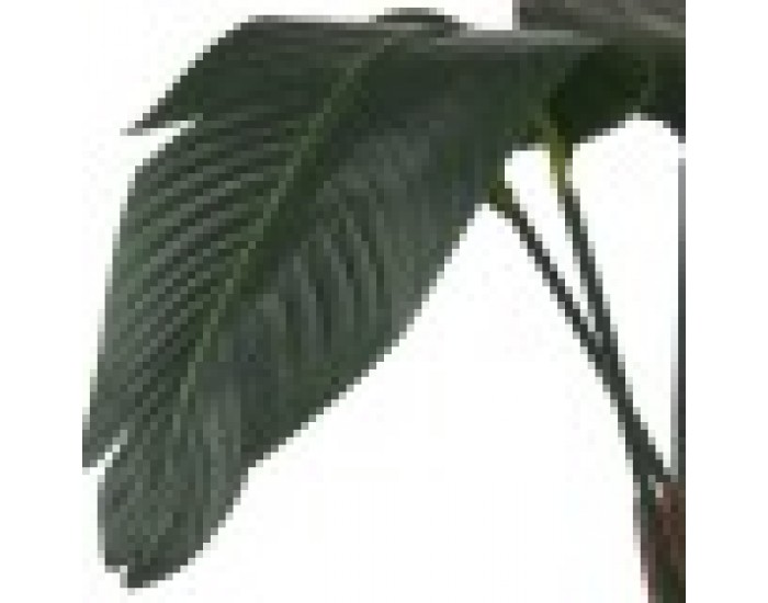 Декоративно Растение Райска птица Зелен Пластмаса (100 x 120 x 100 cm)