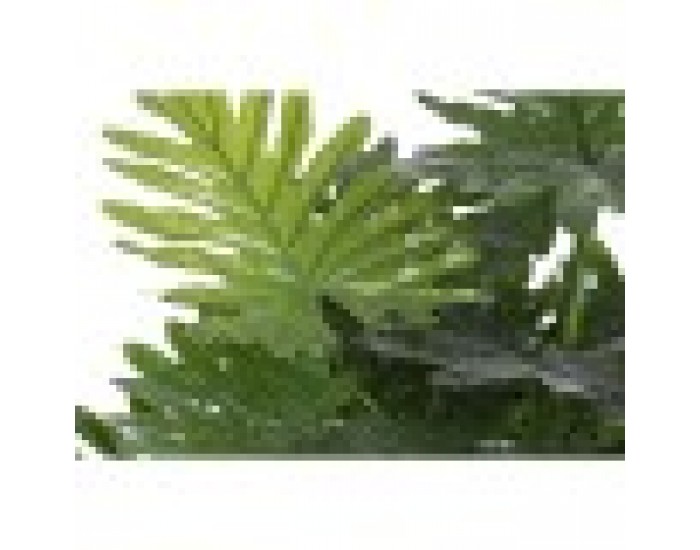 Декоративно Растение Home ESPRIT PVC 80 x 80 x 100 cm