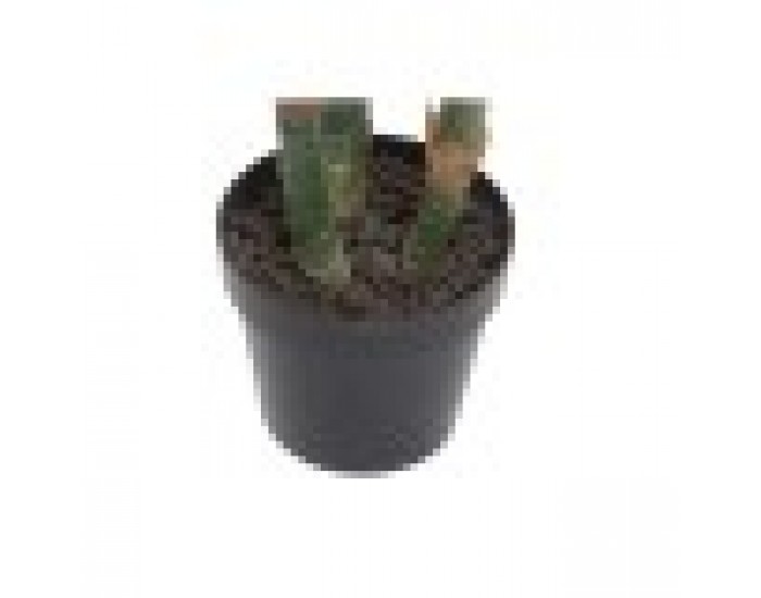 Декоративно Растение Home ESPRIT PVC 80 x 80 x 100 cm