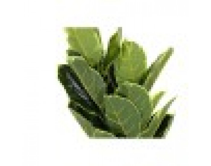 Декоративно Растение DKD Home Decor полиетилен Зелен 40 x 40 x 120 cm Град