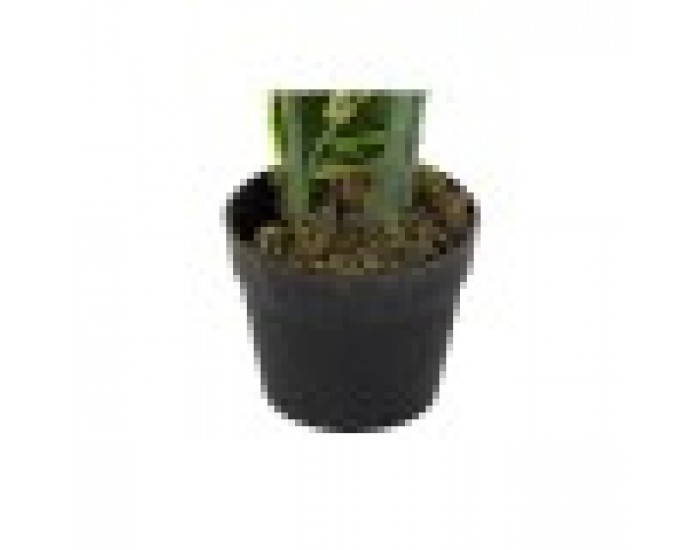 Декоративно Растение DKD Home Decor полиетилен Зелен 40 x 40 x 120 cm Град