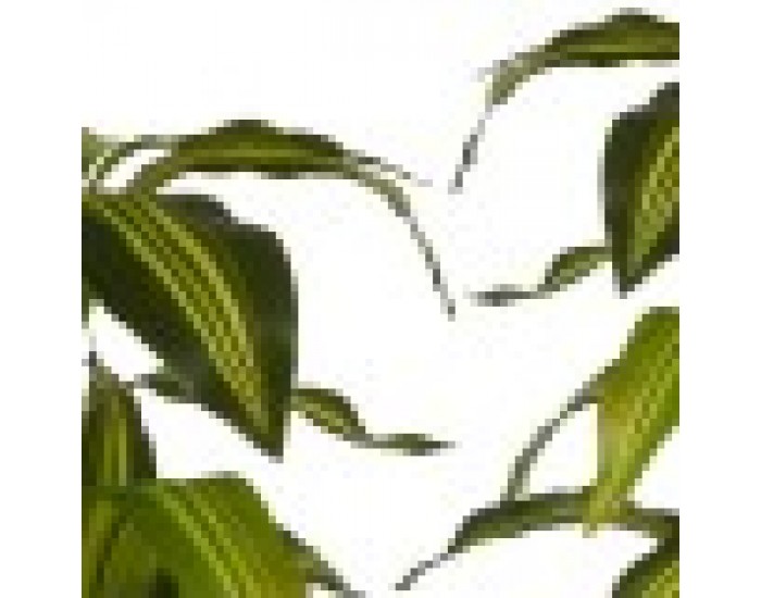 Декоративно Растение Зелен Пластмаса (70 x 120 x 70 cm)