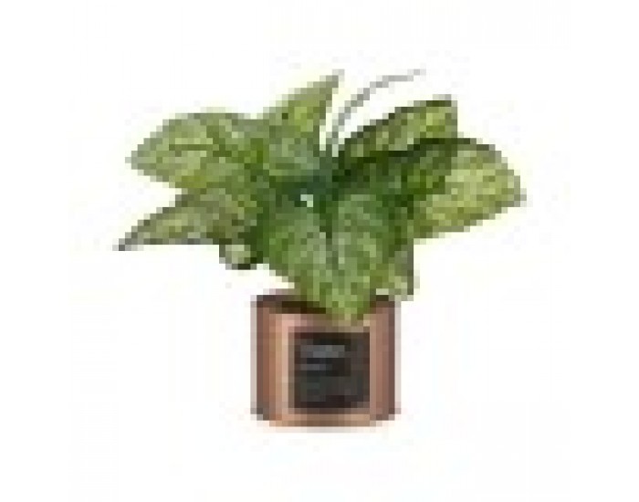 Декоративно Растение Home Мед кенче (26 x 26 x 26 cm) (6 броя)