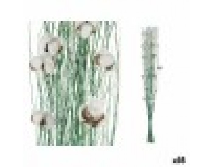 Корсажи Памук Зелен 10 x 100 x 18 cm (18 броя)