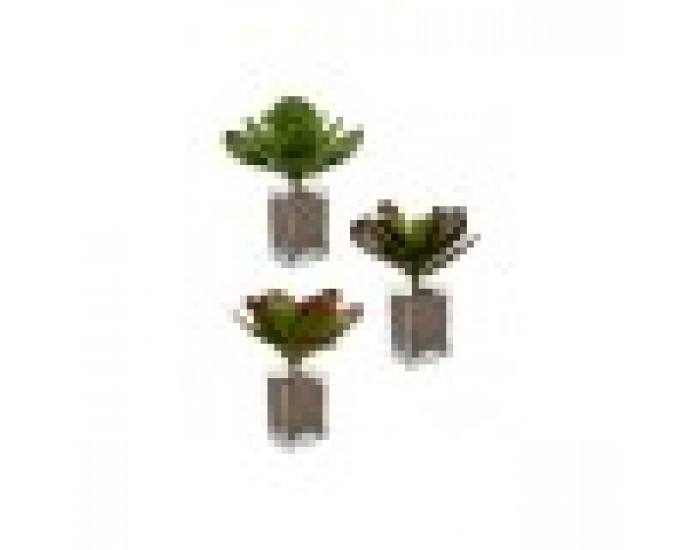 Декоративно Растение Листи Широк Двуцветен Пластмаса 27 x 29 x 27 cm (6 броя)