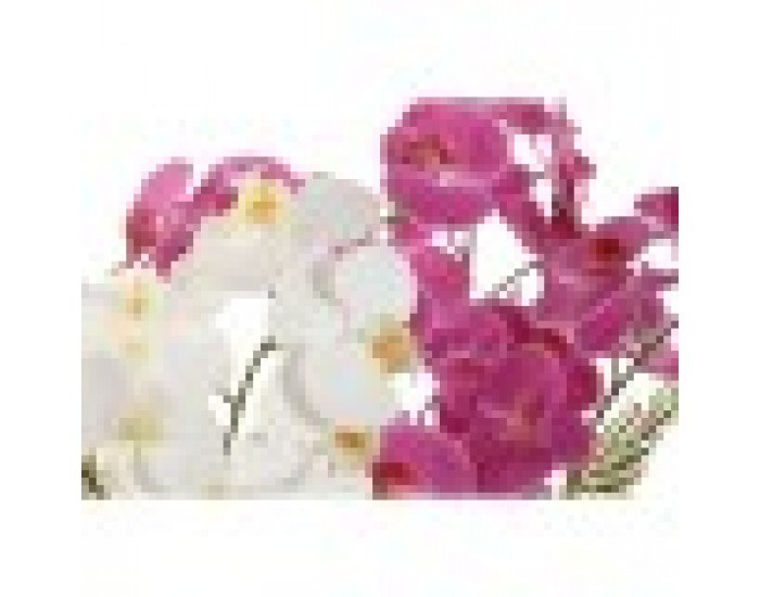 Декоративно Растение Home ESPRIT полиетилен Папиемаше 40 X 35 X 52 cm (2 броя)