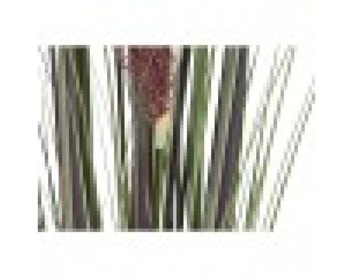 Декоративно Растение Home ESPRIT PVC полиетилен 35 x 35 x 120 cm (2 броя)