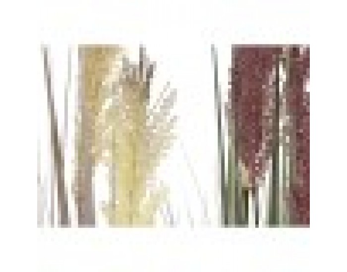 Декоративно Растение Home ESPRIT PVC полиетилен 35 x 35 x 120 cm (2 броя)