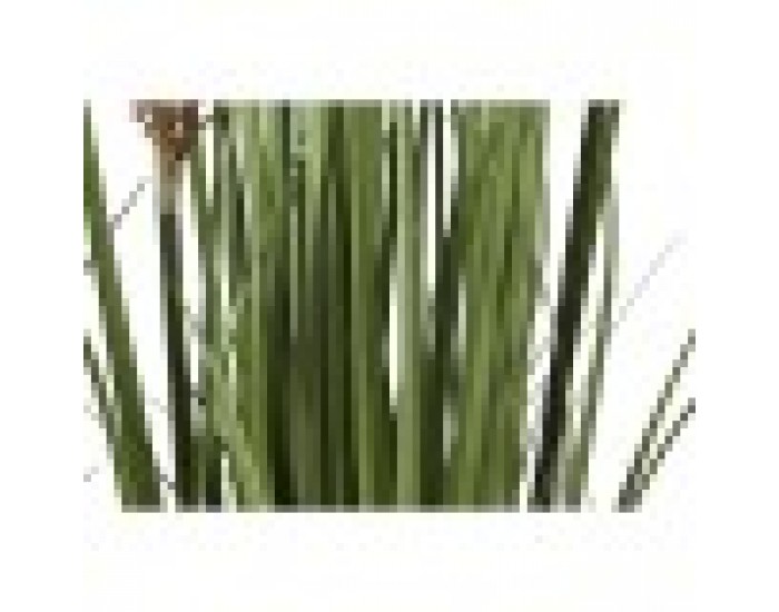 Декоративно Растение Home ESPRIT PVC полиетилен 35 x 35 x 120 cm (2 броя)