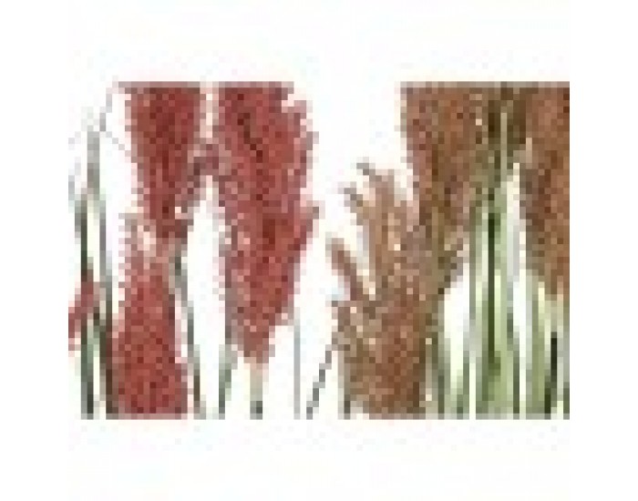 Декоративно Растение Home ESPRIT PVC полиетилен 35 x 35 x 120 cm (2 броя)