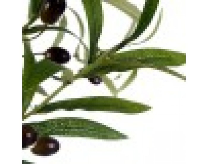 Декоративно Растение Маслина Зелен Пластмаса (85 x 150 x 85 cm)