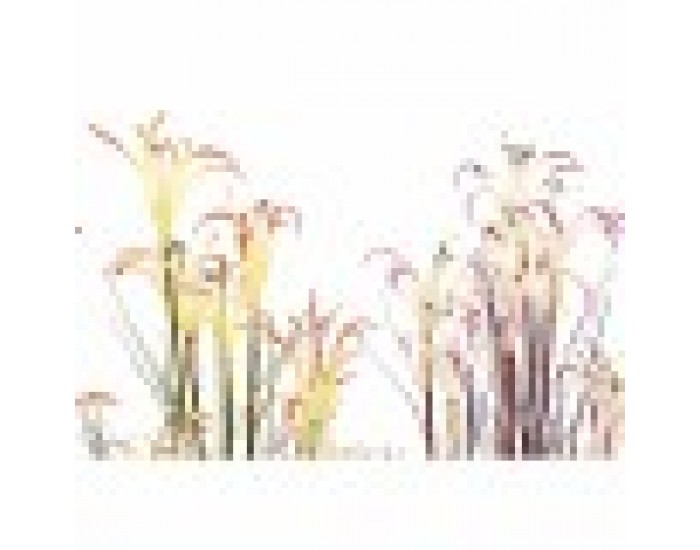 Декоративно Растение DKD Home Decor Метал Оранжев Зелен Бургундия PVC 35 x 35 x 114 cm (2 броя)