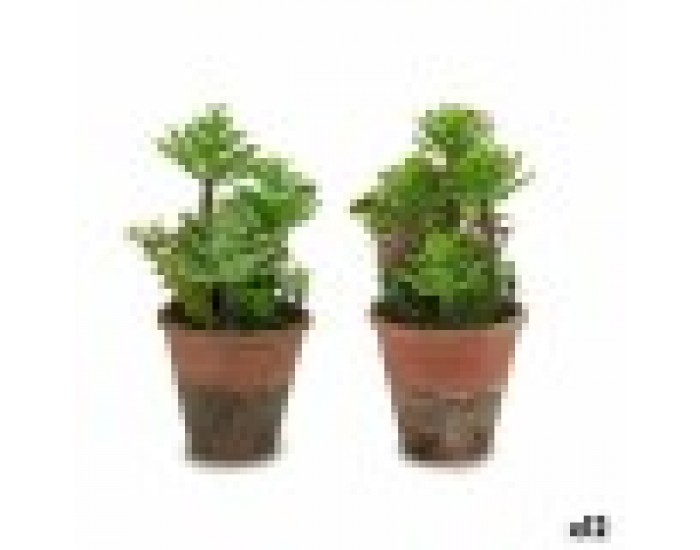 Декоративно Растение Сочен Пластмаса 16 x 23 x 16 cm (12 броя)