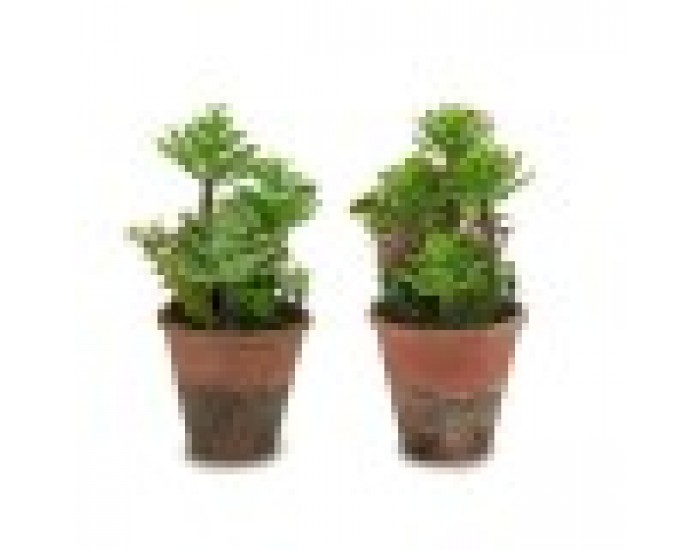 Декоративно Растение Сочен Пластмаса 16 x 23 x 16 cm (12 броя)