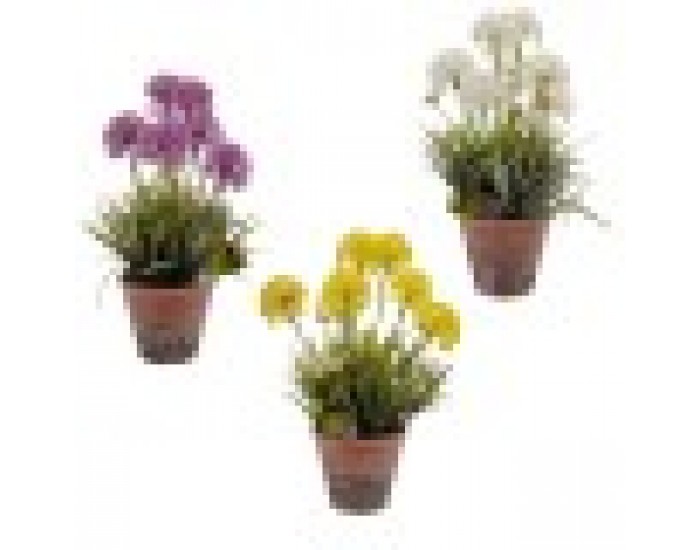 Декоративно Растение Kорк Керамика Пластмаса 24 x 43 x 24 cm (8 броя)