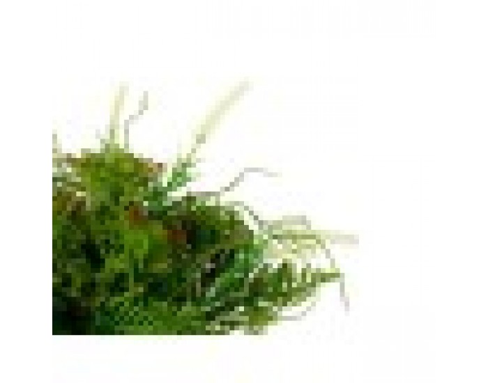 Декоративно Растение Чаша Пластмаса 21 x 30 x 21 cm (6 броя)