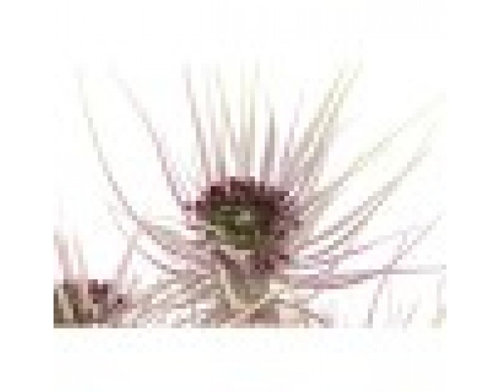 Декоративно Растение DKD Home Decor Кафяв Зелен PVC PE (40 x 40 x 120 cm) (2 броя)