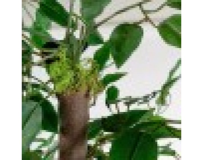 Дърво Home ESPRIT полиестер Дървен 80 x 80 x 180 cm