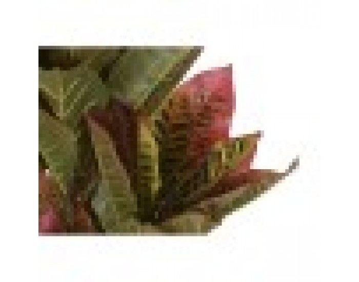 Декоративно Растение DKD Home Decor Кафяв Зелен PE (50 x 50 x 140 cm)