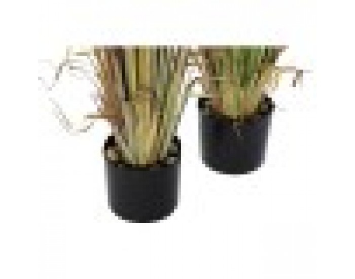 Декоративно Растение DKD Home Decor Зелен Бургундия PVC PE Папур Горчица (40 x 40 x 120 cm) (2 броя)