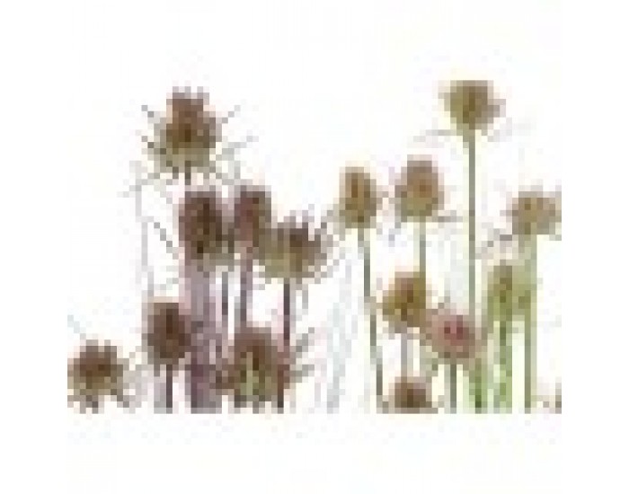 Декоративно Растение DKD Home Decor Люляк Светло розово PVC PE (40 x 40 x 150 cm) (2 броя)