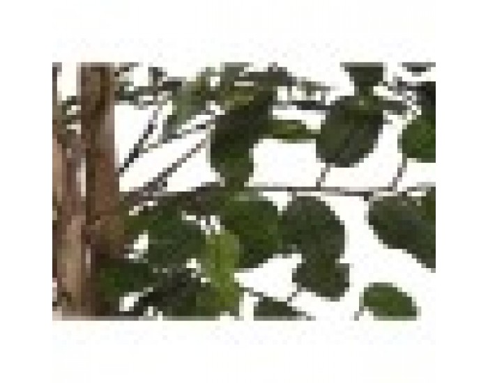 Дърво Home ESPRIT полиетилен Фикус 100 x 100 x 210 cm