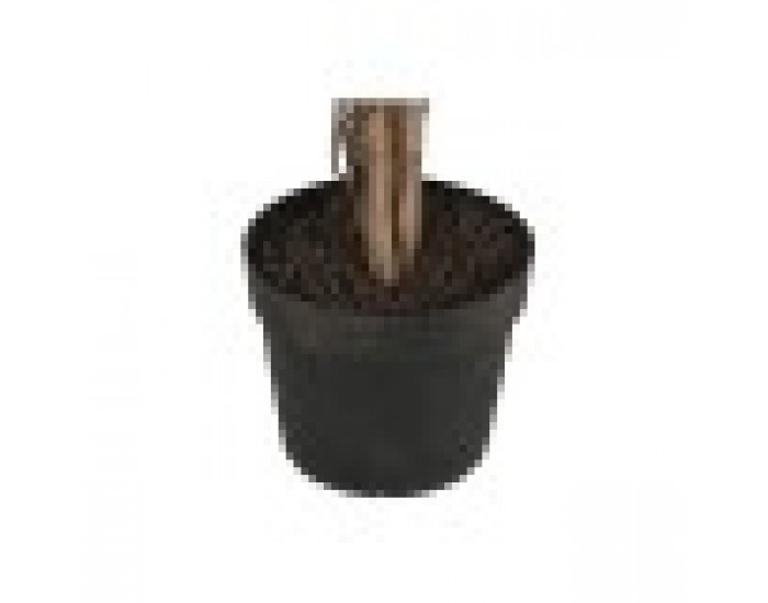 Дърво Home ESPRIT полиетилен Фикус 100 x 100 x 210 cm